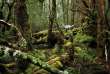 Australie - Tasmanie - Premier Travel Tasmania - Excursion Wilderness & Wildlife