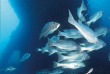 Australie - Townsville - Plongée sous-marine sur le SS Yongala © Tourism Queensland