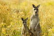 Australie - Circuit Lune de miel australienne - Grampians © Tourism Victoria