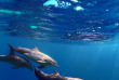 Australie - Melbourne - Nagez avec les dauphins