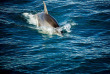 Australie - Melbourne - Nagez avec les dauphins © Tourism Victoria, Marc Chew
