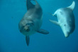 Australie - Melbourne - Nagez avec les dauphins