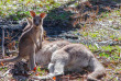 Australie - Victoria - Wildlife Australia Tours - Circuit 3 jours Great Ocean Road & Parc national des Grampians au départ de Melbourne