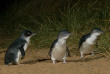 Australie - Victoria - Phillip Island - Billet d'entrée à la parade des pingouins
