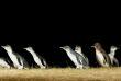 Australie - Victoria - Phillip Island - Billet d'entrée à la parade des pingouins