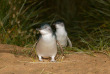 Australie - Phillip Island - Great Southern Escapes - Excursion Randonnée, vie sauvage et parade des manchots