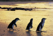 Australie - Victoria - Phillip Island - Excursion Ultimate Penguin Tour  
