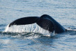 Australie - Victoria - Phillip Island - Wildlife Coast Cruises - Croisière observation des dauphins et des baleines à Phillip Island