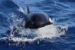 Australie - Western Australia - Albany - Naturaliste Charters - Croisière observation des orques au départ de Bremer Bay