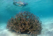 Australie - Western Australia - Coral Bay - Croisière sur Ningaloo Reef