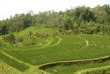 Indonésie - Bali - Les rizières de Jati Luwih