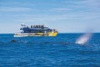 Nouvelle-Zélande - Christchurch - Croisière d'observation des baleines à Kaikoura - voyage par la route