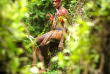 Croisières PONANT - Pacifique - Cultures et Nature de Papouasie-Nouvelle-Guinée © Studio Ponant, Olivier Blaud