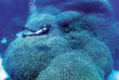Australie - Port Douglas - Croisière Poseidon - Big Blue Diver