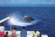 Australie - Port Douglas - Croisière Poseidon - Baleine