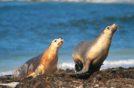 Australie - South Australia - Kandaroo Island - Seal Bay
