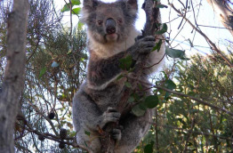 Australie - Adelaide - Circuit 2j/2n à Kandaroo Island - Koala