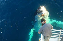 Australie - Fraser Island - Croisière observation des baleines