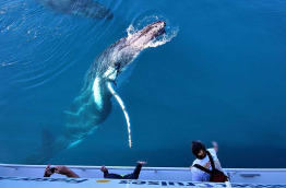 Australie - Fraser Island - Croisière observation des baleines