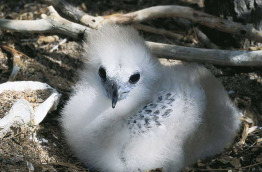 Australie - Queensland - Lady Elliot Island - Jeunes oiseaux © Tourism & Events Queensland