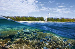 Australie - Queensland - Lady Elliot Island - Le récif © Tourism & Events Queensland