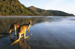 Australie - Mackay - Cape Hillsborough Nature Tourist Park