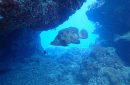 Australie - Port Douglas - Croisière Snorkeling Wavelength