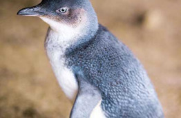 Australie - Victoria - Phillip Island - Les Pingouins de Phillip Island les yeux dans les yeux !