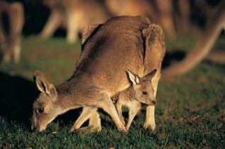 Australie - Cape Otway - Great Ocean Ecolodge - Kangourous © Tourism Victoria