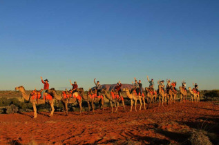 Australie - Northern Territory - Ayers Rock - Excursion en chameau