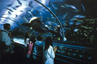 Australie - Sydney - Pass Darling Harbour - Aquarium de Darling Harbour