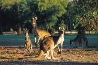 Australie - Western Australia - Kangourou dans le sud