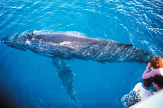 Australie - Fraser Island - Croisière Whale Watching avec Kingfisher Bay Resort