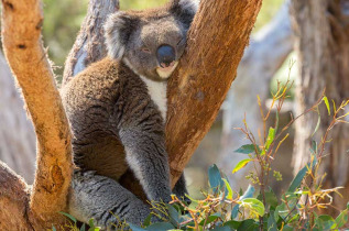 Australie - Adelaide - PureSa Tours - Randonnée à Mount Lofty et visite du parc animalier de Cleland
