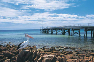 Australie - Australie du Sud - Kangaroo island - Sealink Excursion à la journée au départ de Kangaroo Island