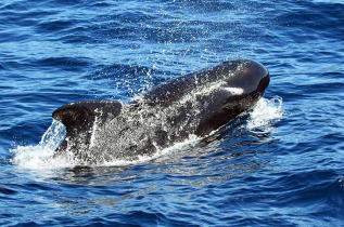 Australie - Western Australia - Albany - Naturaliste Charters - Croisière observation des orques au départ de Bremer Bay