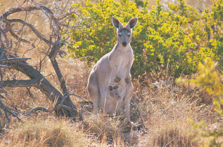 Australie - Western Australia - Kangourou et son petit © Tourism Western Australia
