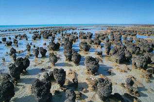 Australie - Shark Bay - Excursion Hamelin Pool Stromatolites - Wula Gura Nyinda Eco Adventure