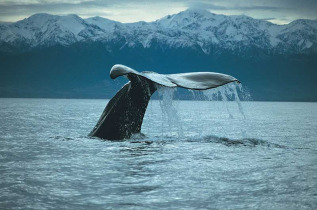 Nouvelle-Zélande - Christchurch - Croisière d'observation des baleines à Kaikoura - voyage par la route