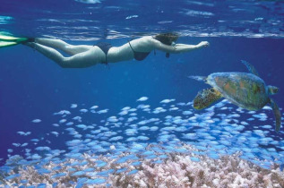 Australie - Cairns - Croisière Reef Experience