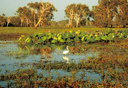 Australie - Northern Territory - Parc national de Kakadu - Yellow Water