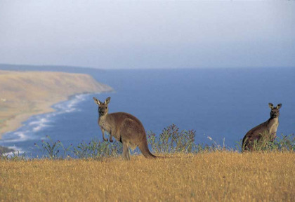 Australie - South Australia - Kandaroo Island - Kangourous