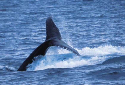 Australie - Western Australia - Baleine