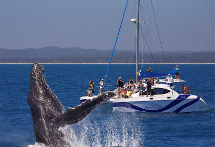 Australie - Hervey Bay - Croisière Blue Dolphin Marine Tours - Observation des baleines