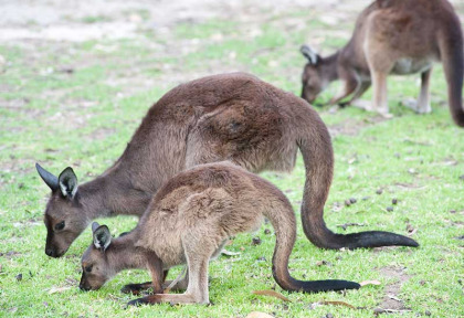 Australie - South Australia - Kangaroo Island - Nature & Wildlife Tour
