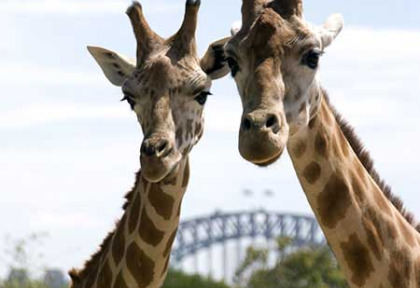 Australie - New South Wales - Sydney - Taronga Zoo 