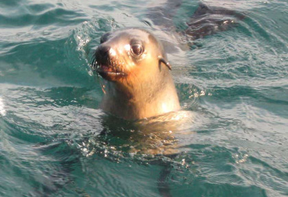 Australie - Victoria - Phillip Island - Wildlife Coast Cruises - Croisière Nature à Cape Woolamai à Phillip Island