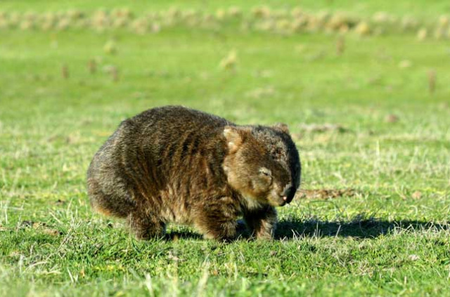 Australie - Sydney - Excursion Wildlife - Wombat