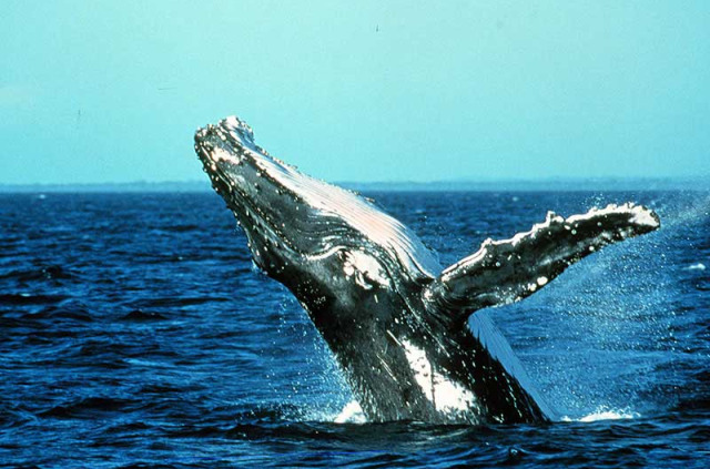 Australie - Fraser Island - Croisière Whale Watching avec Kingfisher Bay Resort