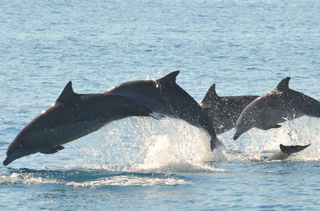 Australie - Hervey Bay - Croisière Blue Dolphin Marine Tours - Observation des dauphins
